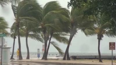 Strong winds batter Florida trees