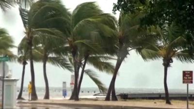 Strong winds batter Florida trees