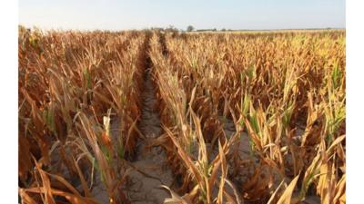 Parched field of crops in Kentucky