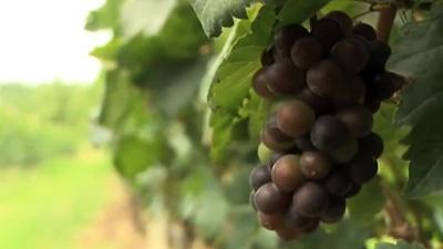 A Vineyard in Thailand