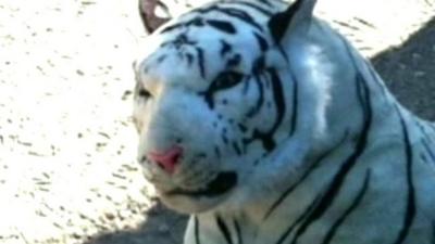 A stuffed toy of a white Leopard