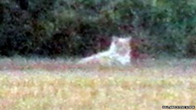 Image of 'lion' in St Osyth