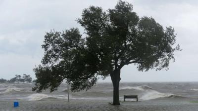 Tree and big waves