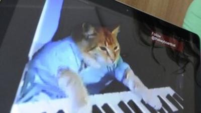 Katie Hill with a video of a cat playing the keyboard