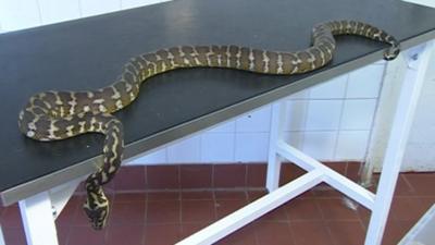 Carpet python