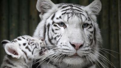 White tigers at Liberec zoo in Czech Republic