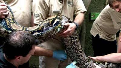 Bail the python at Chester Zoo