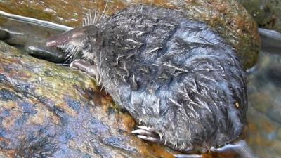 Pyrenean desman (Pere Aymerich)