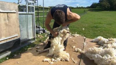 Dean Nelmes shearing a sheep