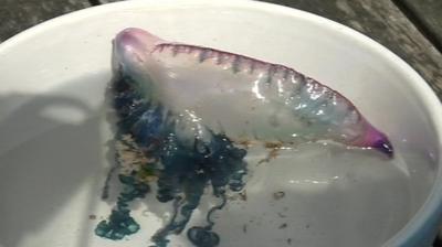 Portuguese man-of-war