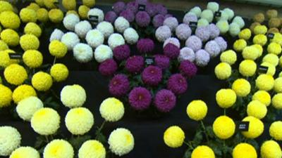 A view of Harrogate Flowers Show