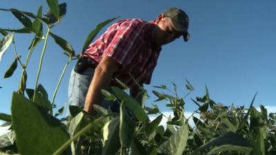 Farmer in field