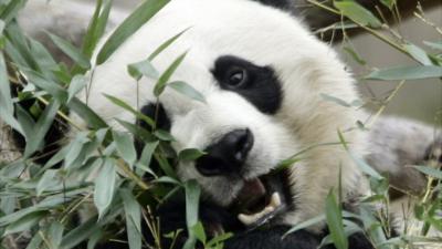 Mei Xiang (file pic)