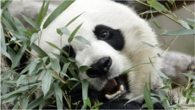 Mei Xiang (file pic)