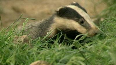 Badger