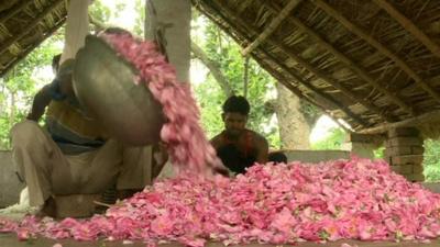 Farmers in northern India gather petals for the perfume distilleries