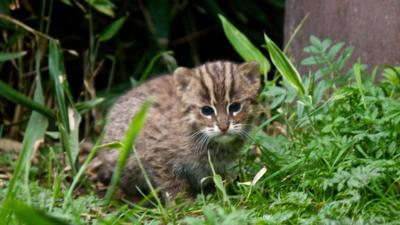 Image courtesy of the Curraghs Wildlife Park