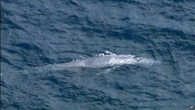 Blue whale in sea