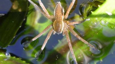 Fen raft spider