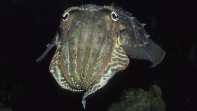 Cuttlefish