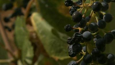 Grapes dry out in sun