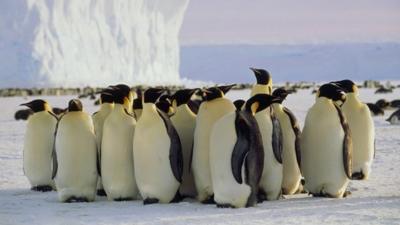 Penguins