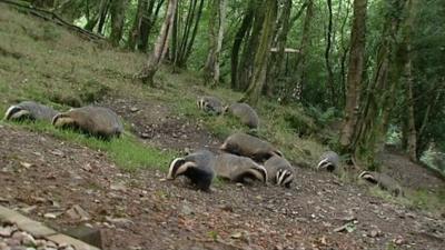 Badgers