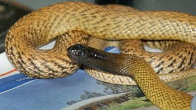 Inland Taipan snake