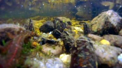 Freshwater pearl mussels