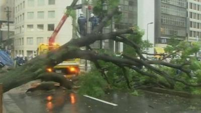 Fallen tree blocking road