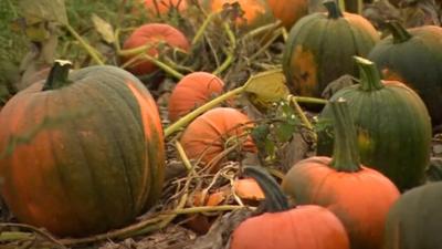 Pumpkins at Broadditch Farm near Dartford