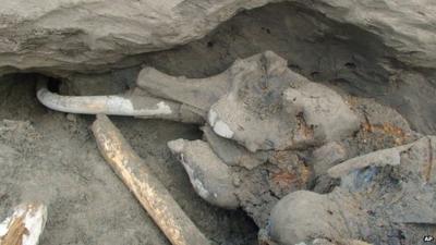 Head and tusks of a frozen mammoth carcass