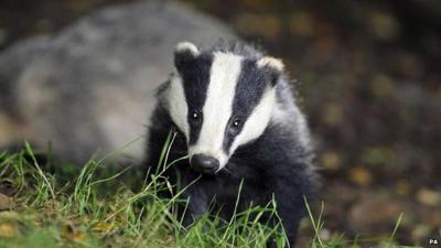 Badger