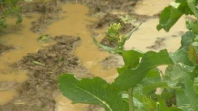 Crops damaged in the rain