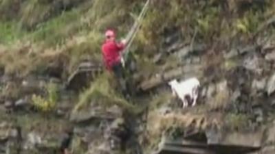 Mountain Rescue team member and goat on cliff