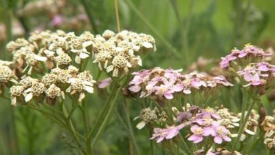 Wildflowers