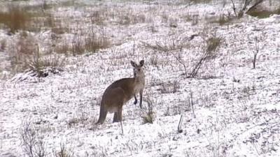 Kangaroo in snow
