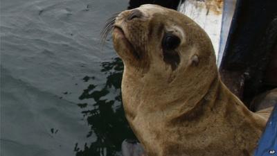 Sea lion being released into wild in Peru