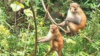 Macaques