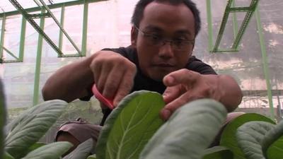 Urban farmer in Singapore