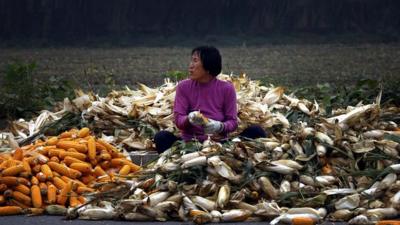 A woman sits on a pile of corn as she removes husks on a road near Beijing