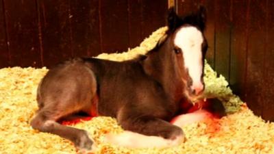 Abandoned foal