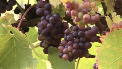 Grapes growing at Childfor Hall vineyard