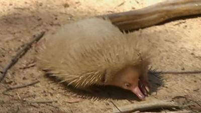 Casper the albino echidna