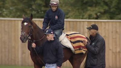 The race horse Frankel