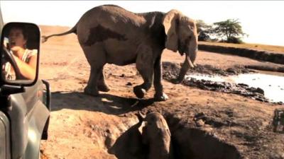 Baby elephant trapped in a well