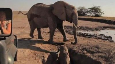 Elephant rescued from hole