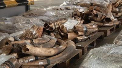 Ivory seized in Hong Kong