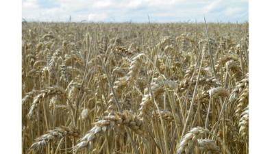 Wheat crop