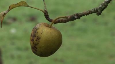 An apple on a branch